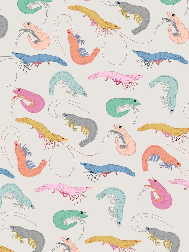 Colourful Shrimps