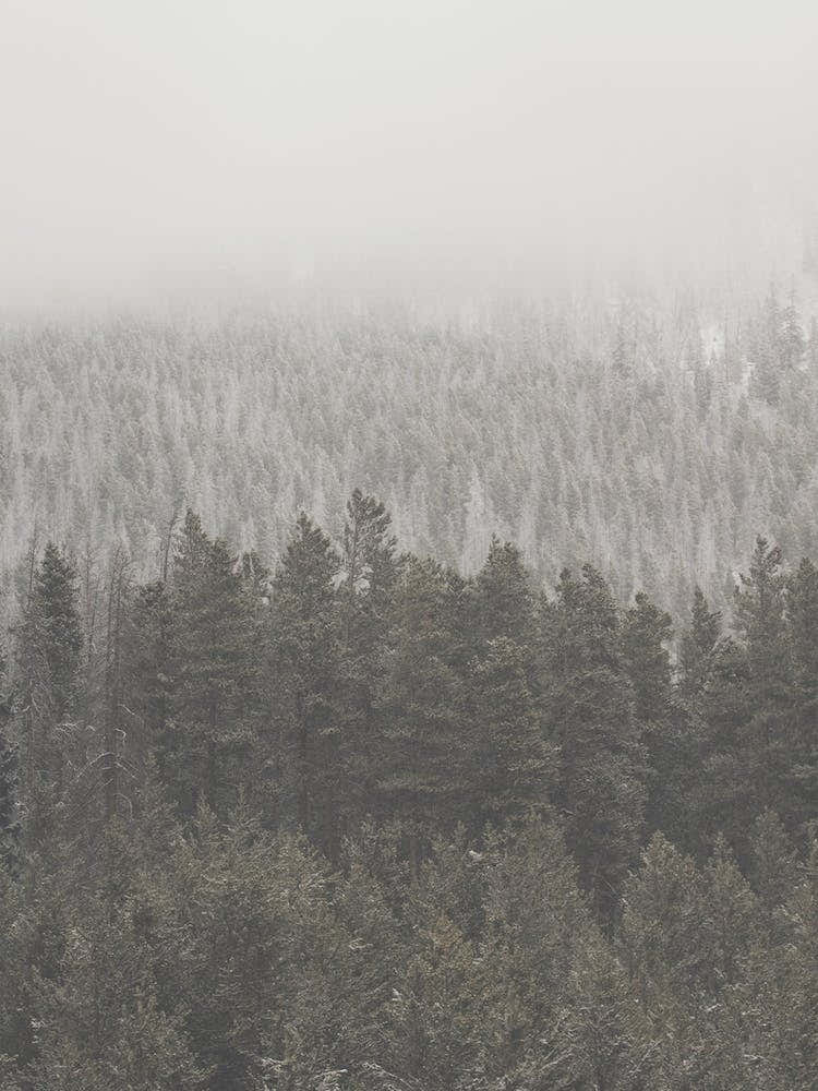 Foggy Evergreen Forest