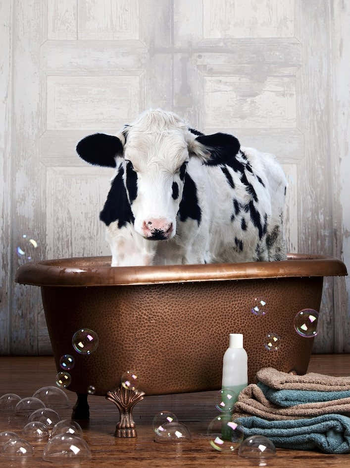 Cow In A Bathtub