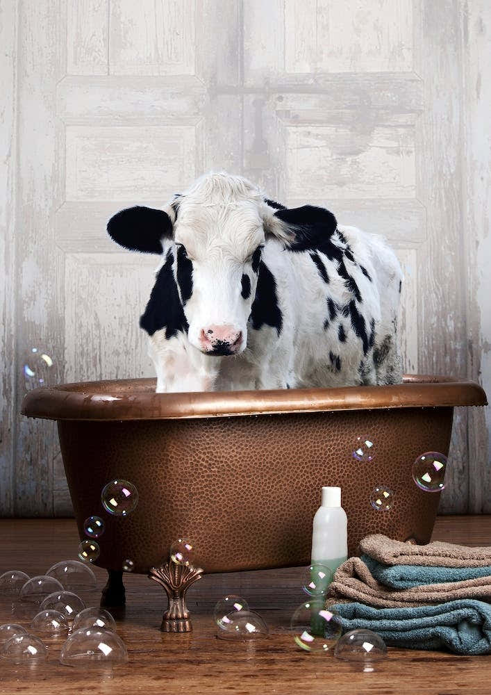Cow In A Bathtub