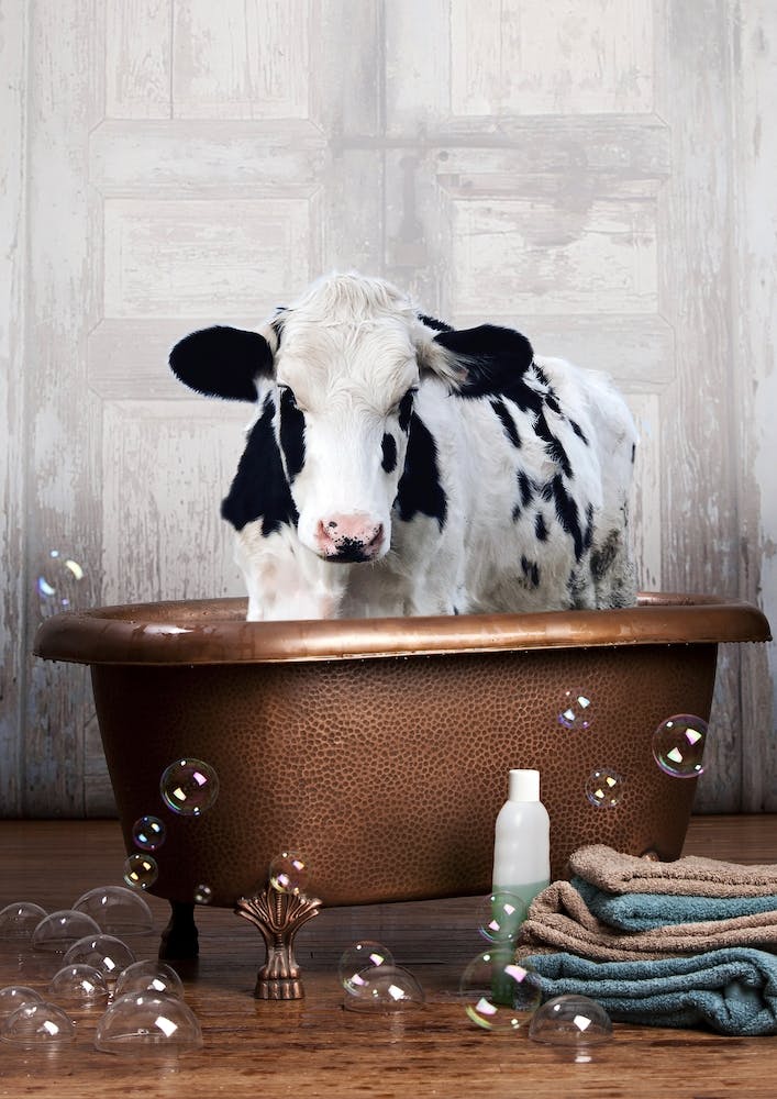 Cow In A Bathtub