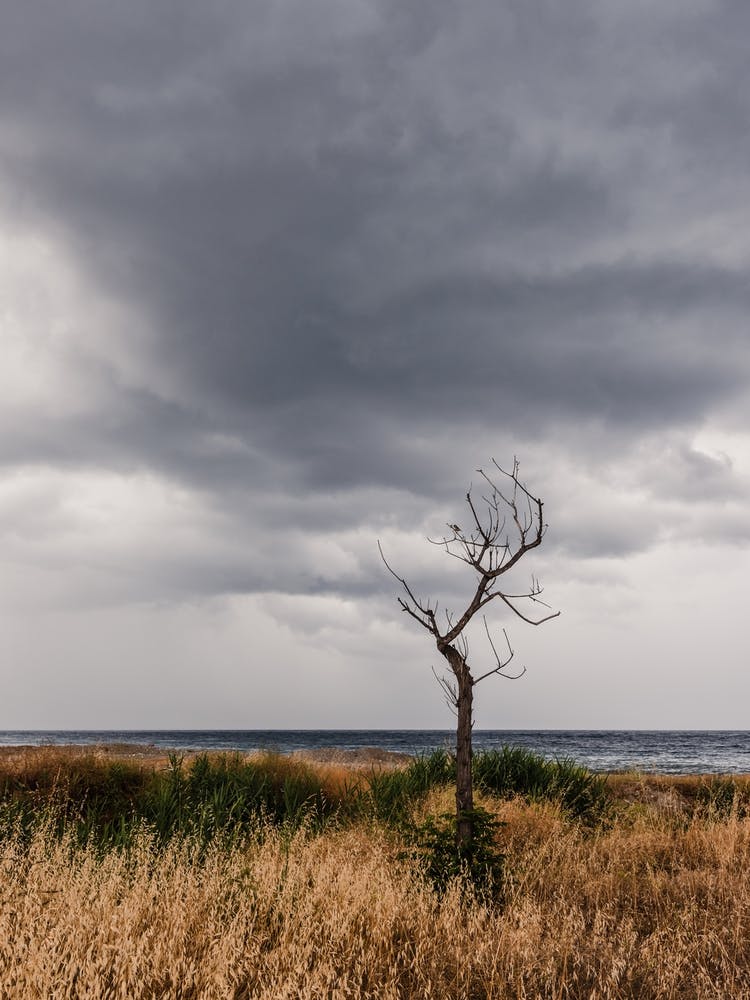 Lonely Tree At The Beach