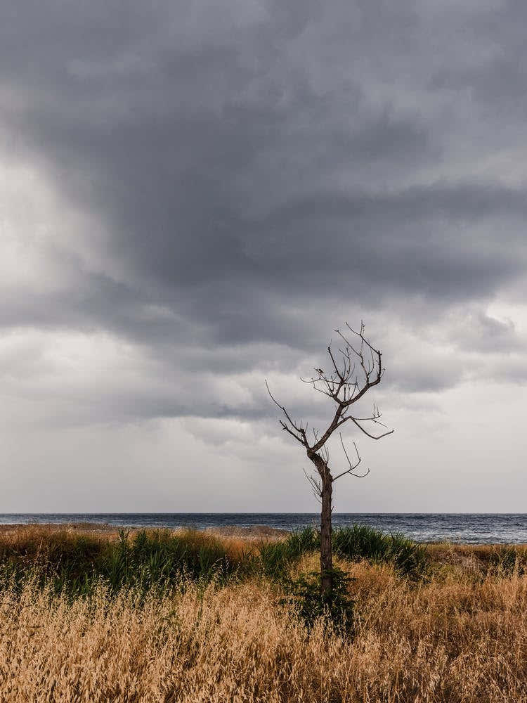 Lonely Tree At The Beach