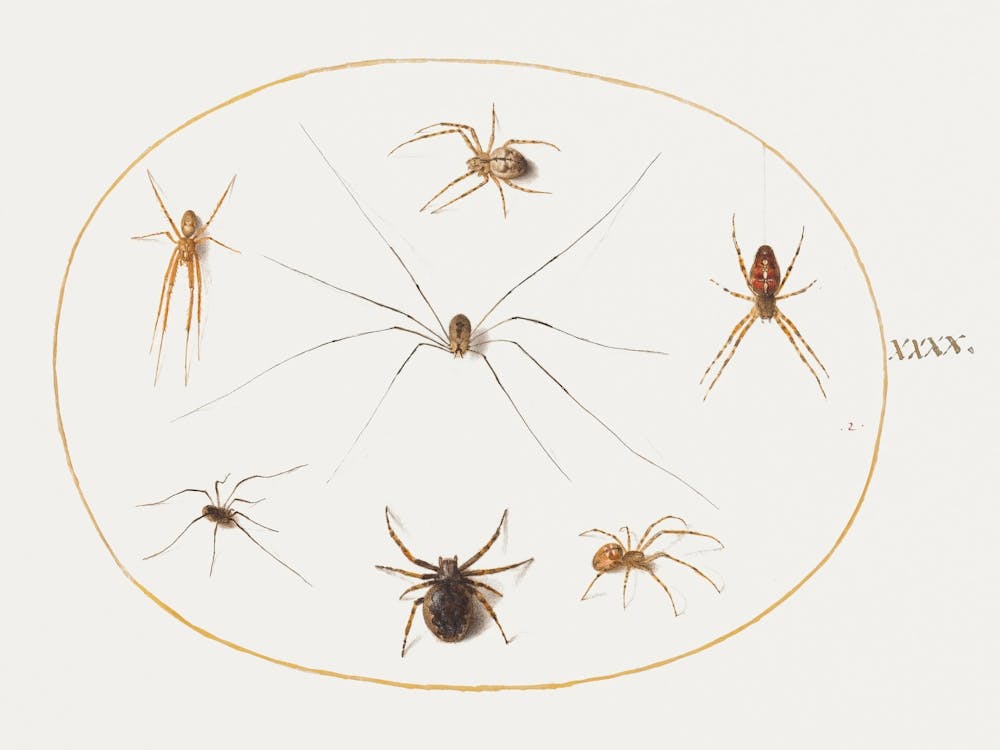 Eight Spiders (1575–1580), Joris Hoefnagel