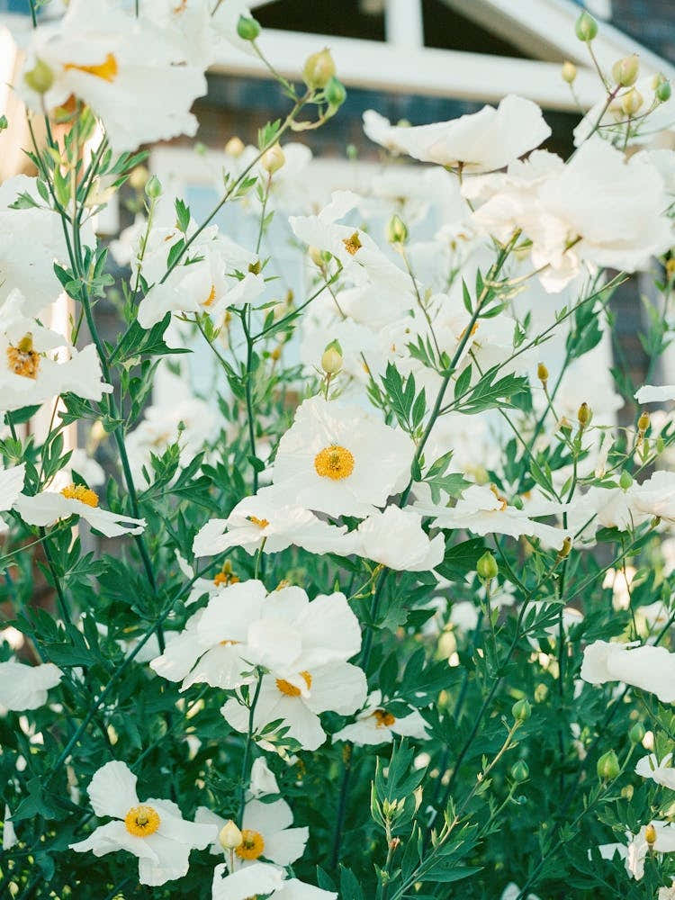 Cannon Beach Blooms IV on Film