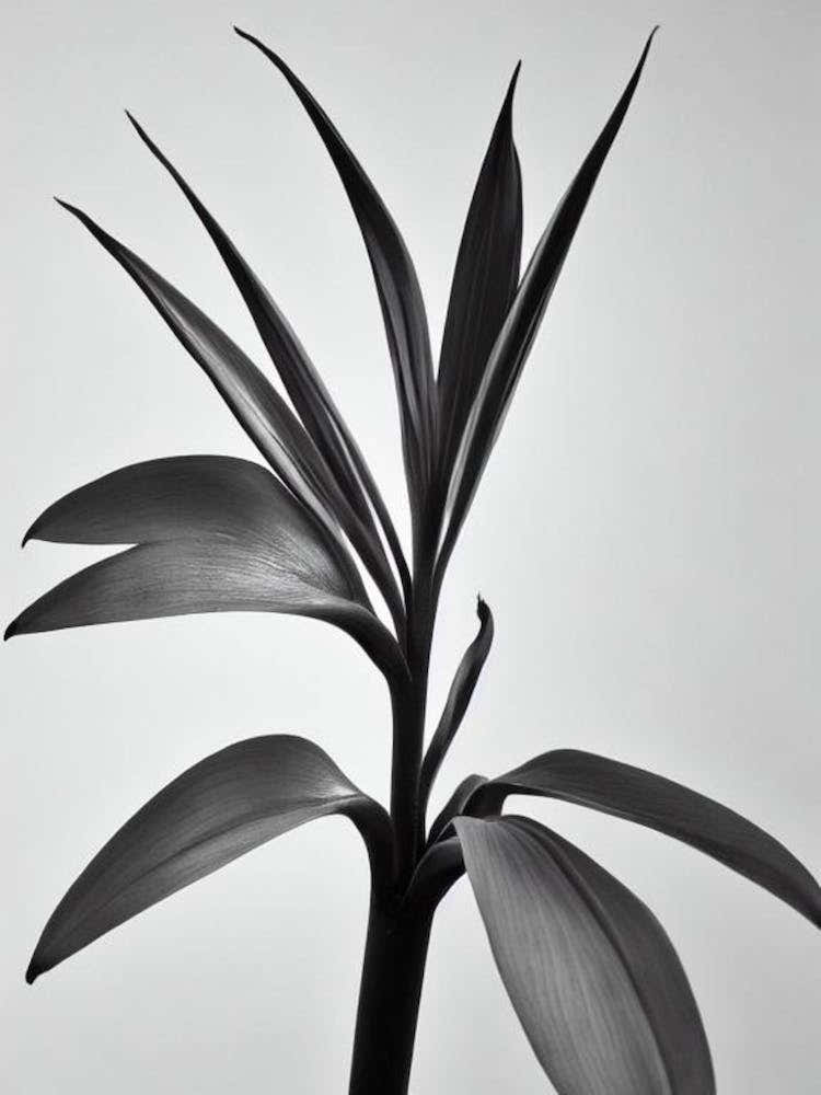 Bird Of Paradise B&W Pencil 1 Flower