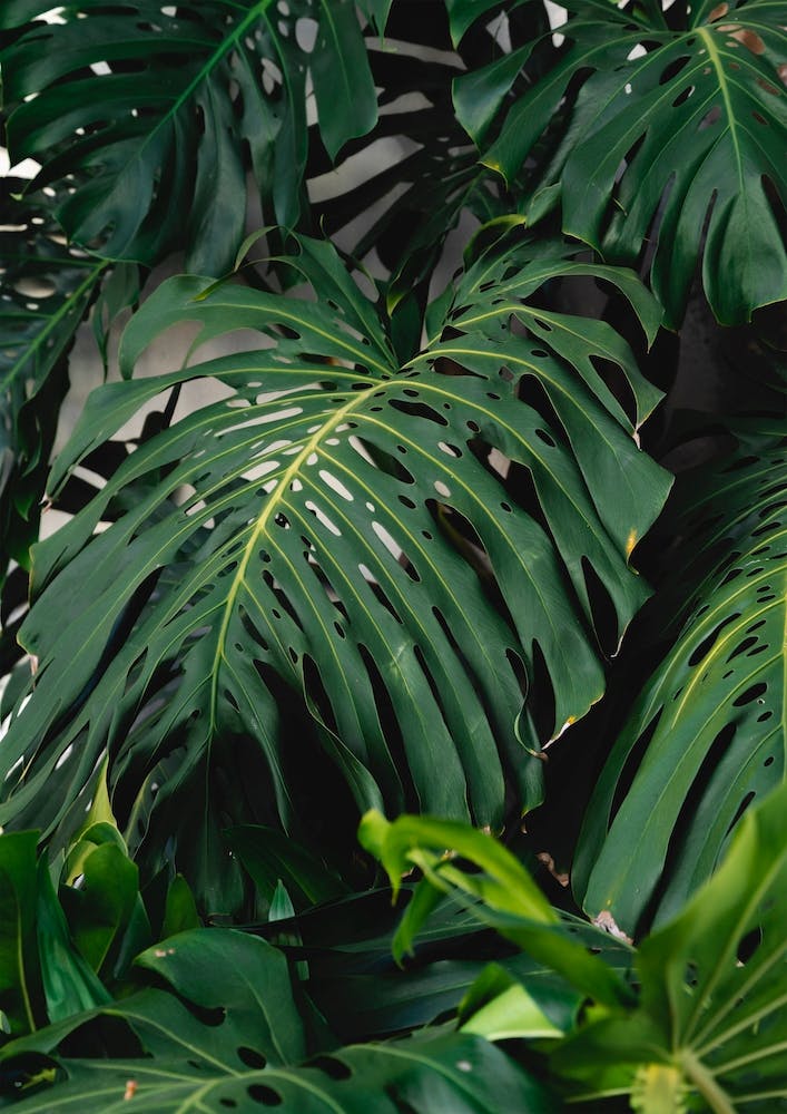 Green Monstera