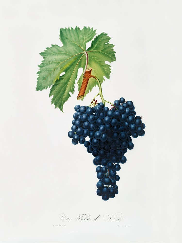 Fuella Grapes (Vitis Vinifera Bellettensis) From Pomona Italiana (1817 - 1839), Giorgio Gallesio