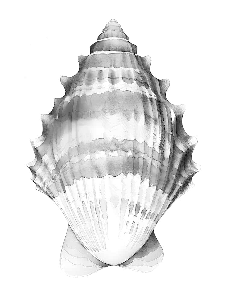 Sea Shell Isolated On White