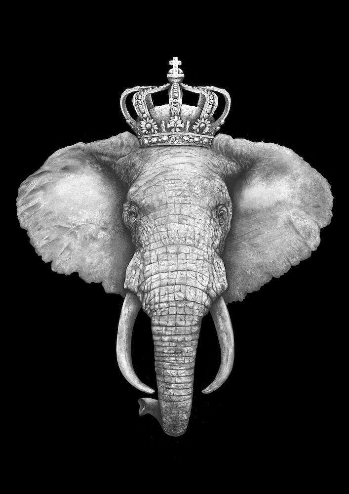 The King Elephant On Black