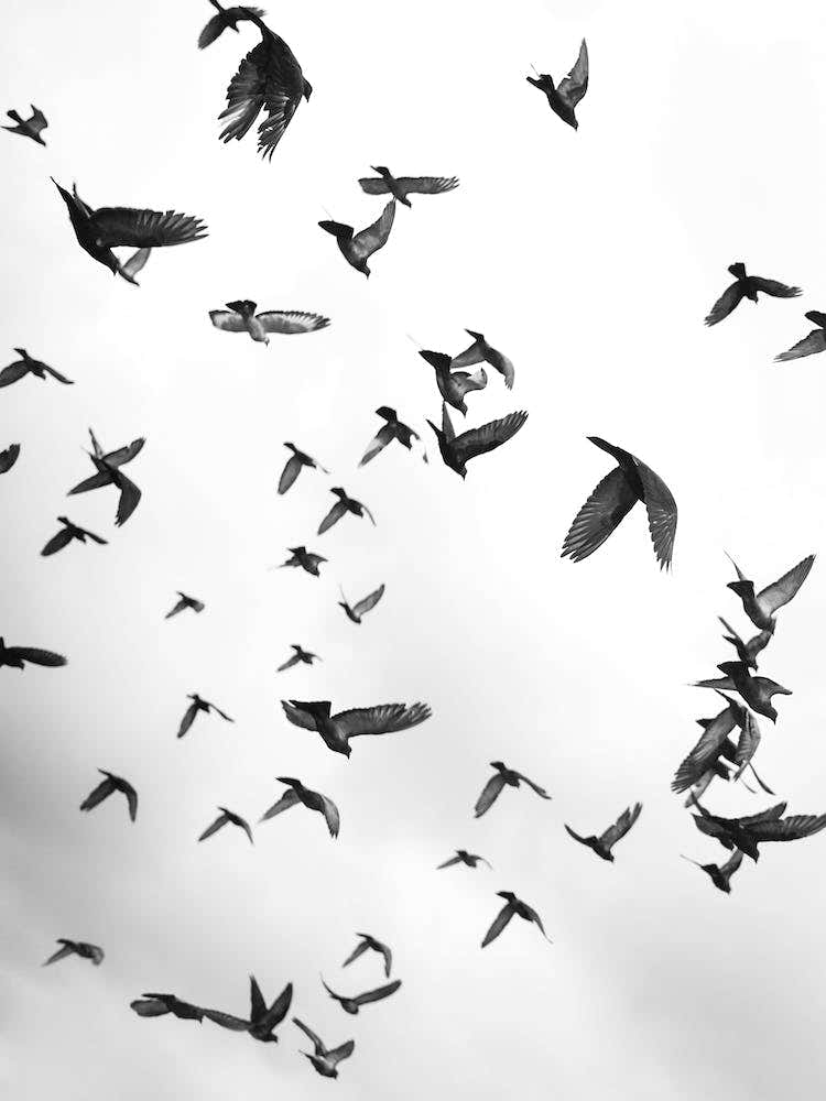 Flight And Freedom 05