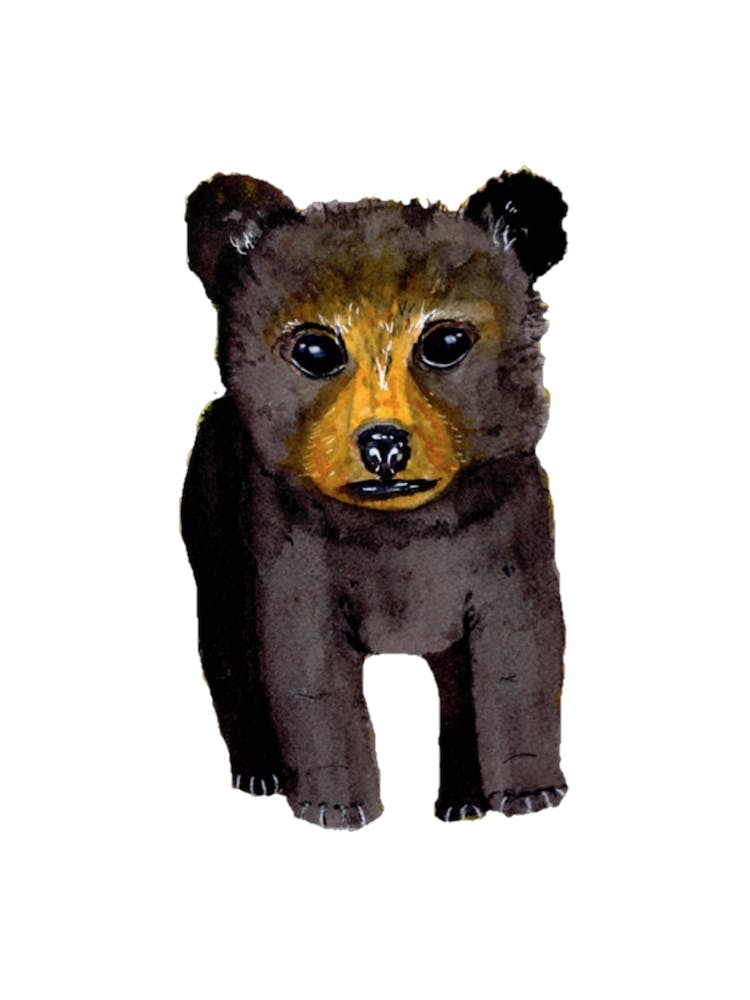 Bear Cub