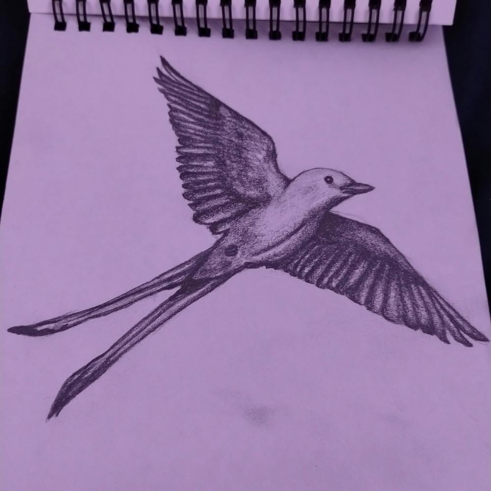 Scissortail In Flight