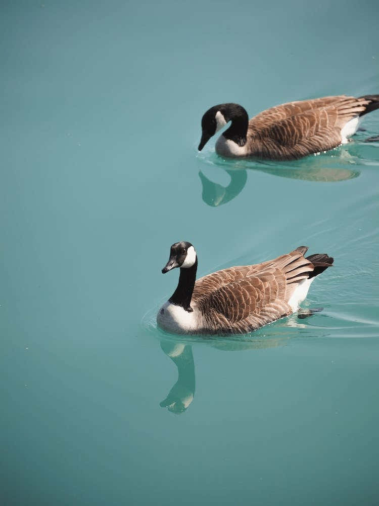 Geese In Blue Water