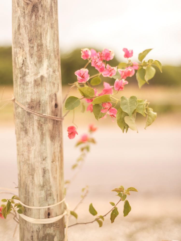 Fresh Pink Flowers