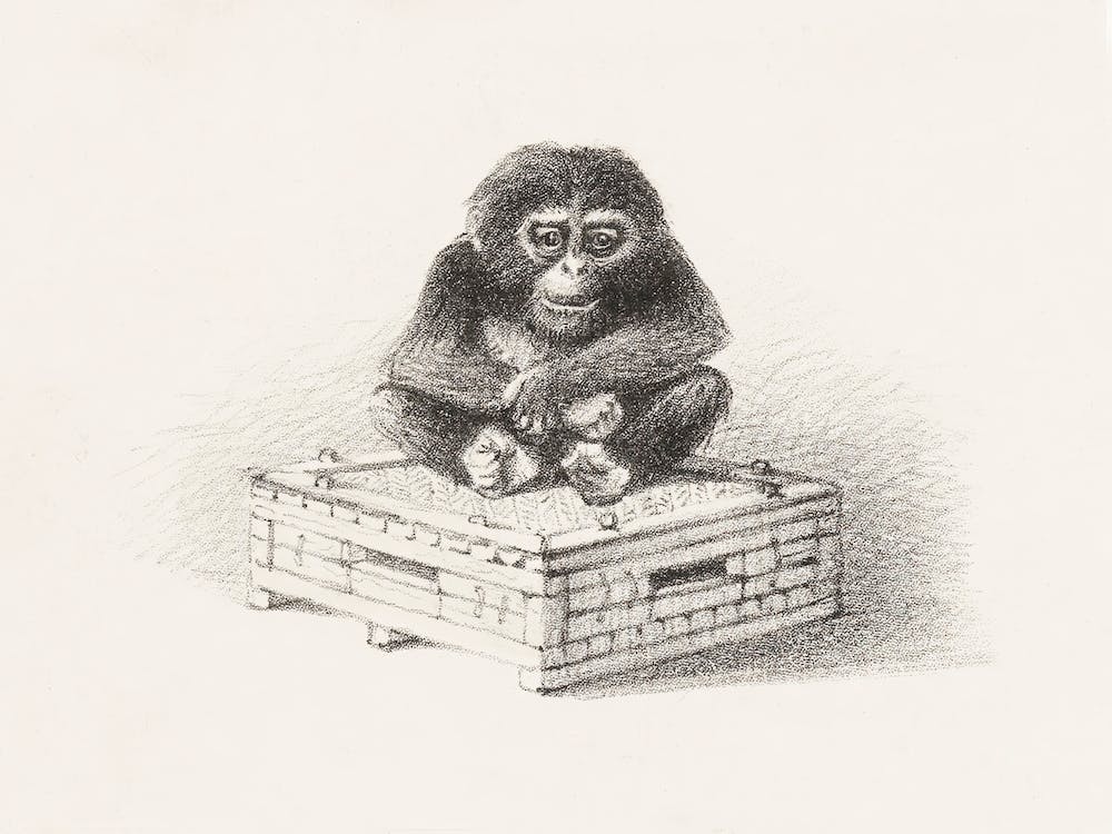 Seated Monkey On Box (1878–1890) By Theo Van Hoytema
