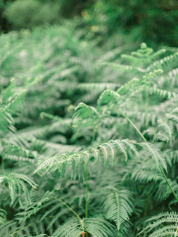 Ferns In The Forest, Ireland