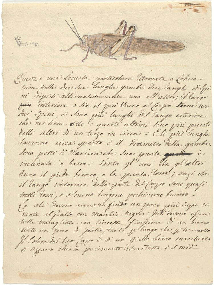 Locust, Luigi Balugani