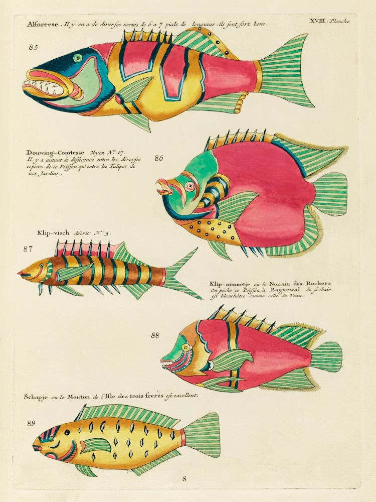 Colourful And Surreal Illustrations Of Fishes Found In Moluccas (Indonesia) And The East Indies, Louis Renard (1)