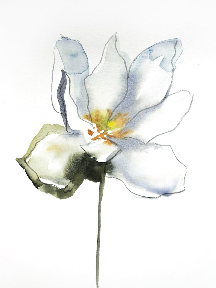 Bloodroot 4
