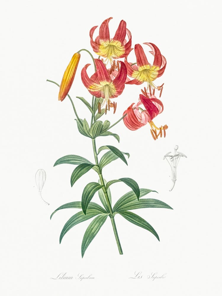Turban Lily, Pierre Joseph Redoute