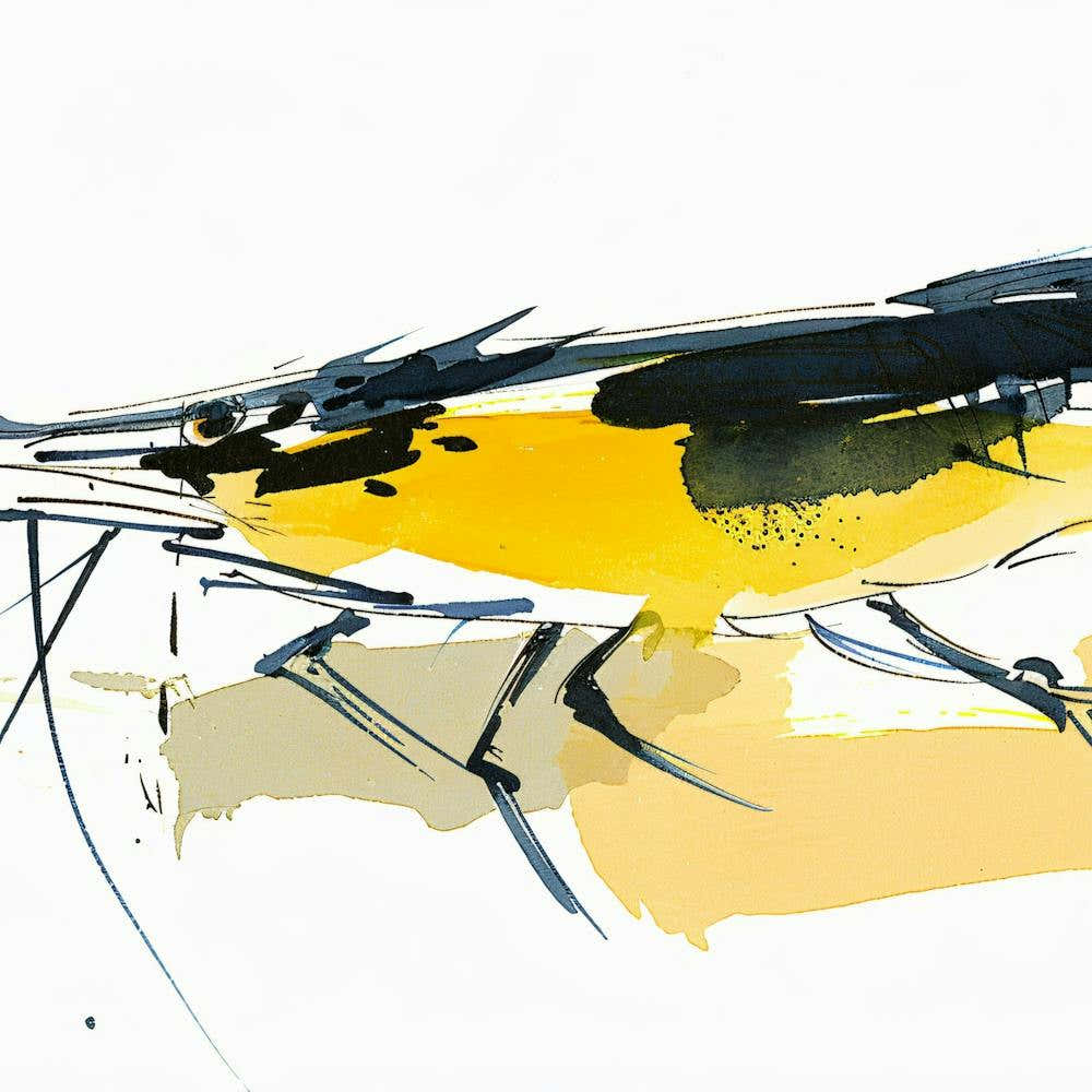 Yellow And Black Shrimp