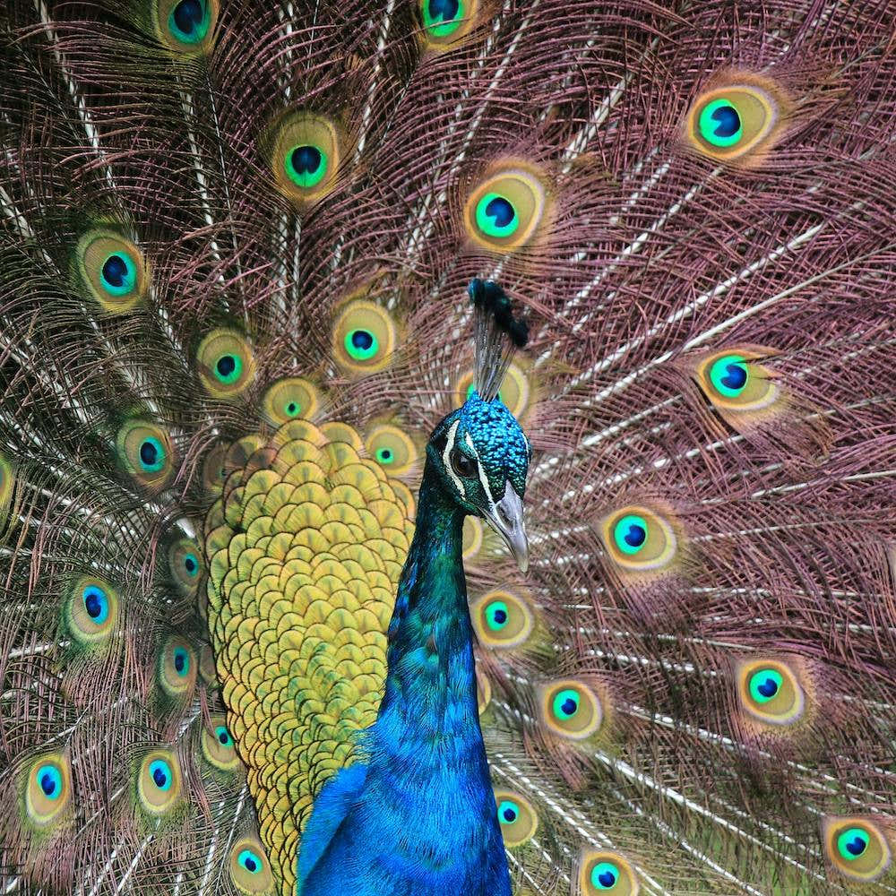 Proud as a purple peacock