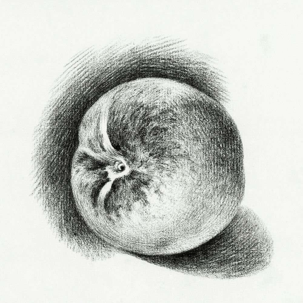 Apple (1812), Jean Bernard