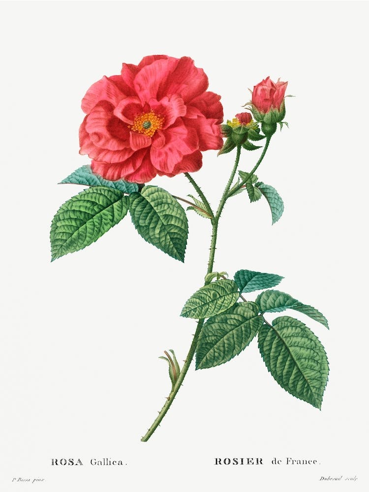 French Rose, Pierre Joseph Redoute