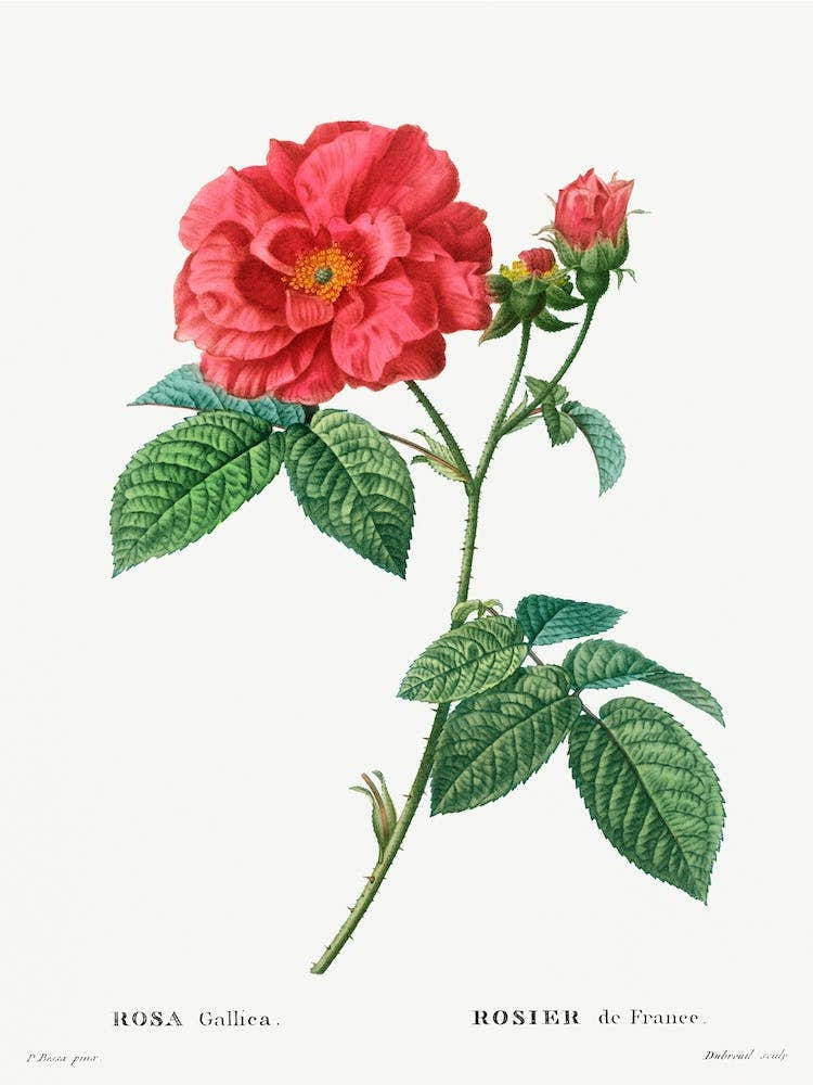 French Rose, Pierre Joseph Redoute