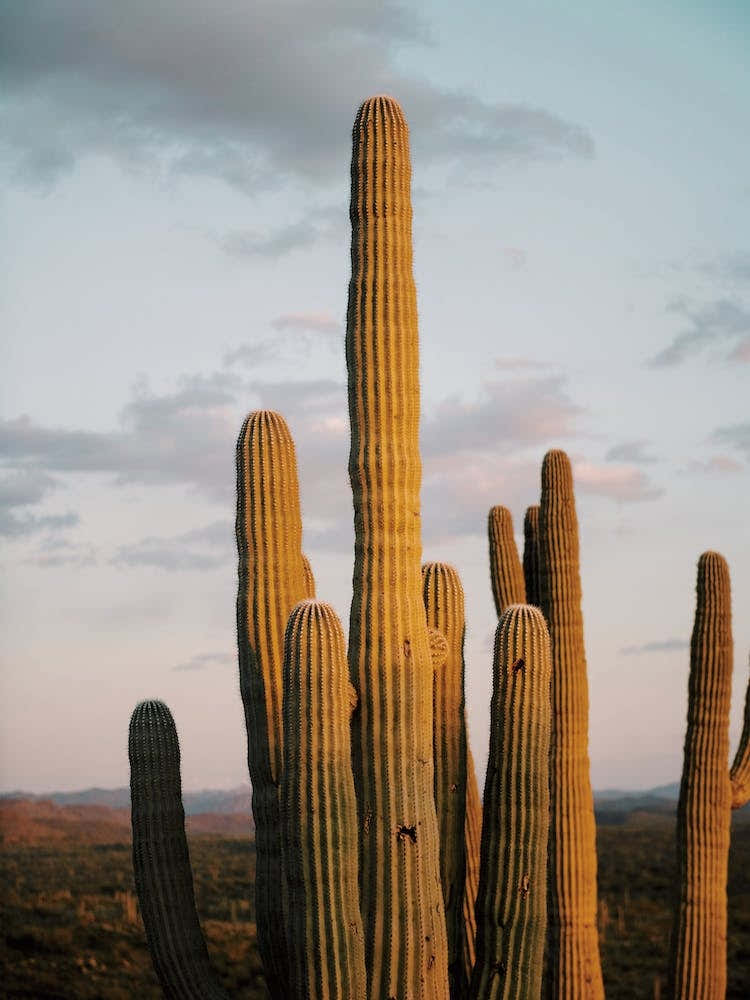 Sunset Behind Cactus