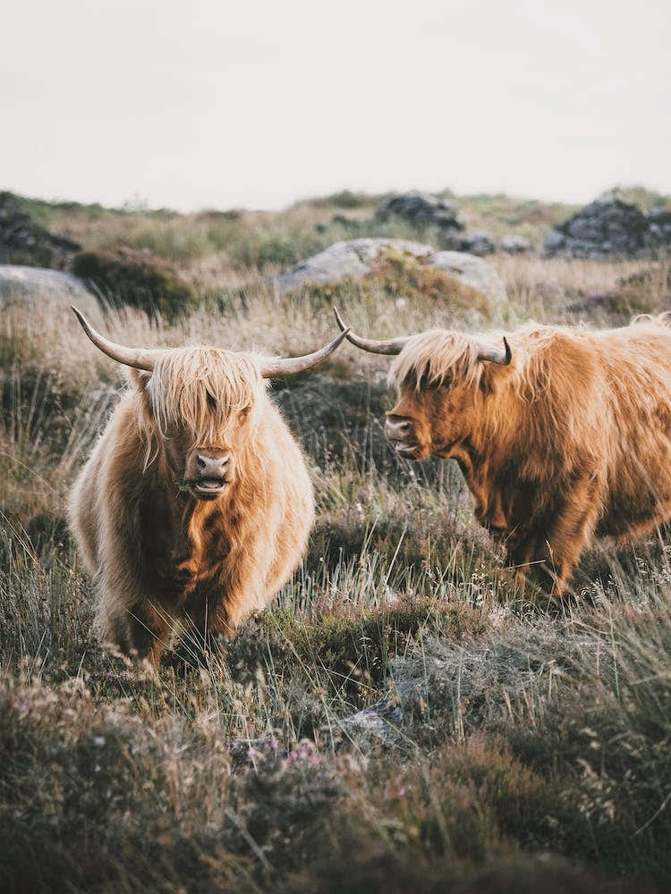 Highland Cow Scenery