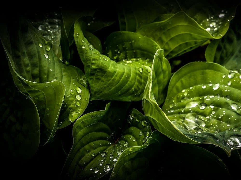 Water Droplets On Hosta Leaves