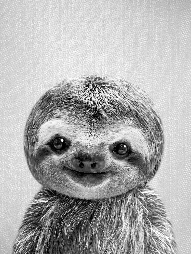Baby Sloth - Black & White