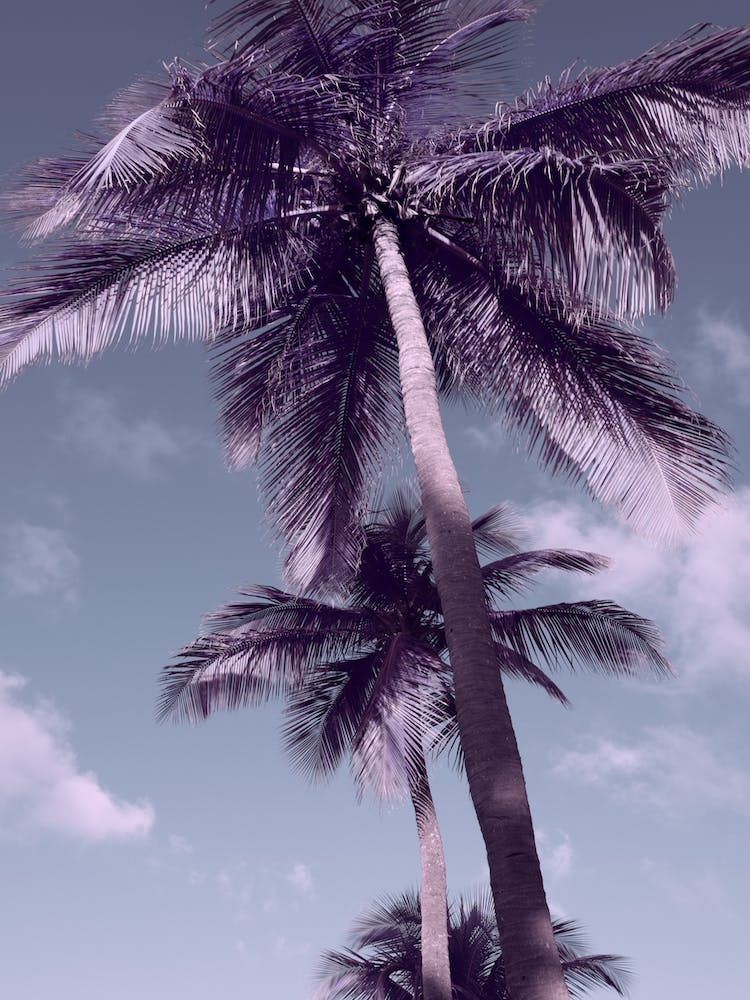 Palm Tree Sky