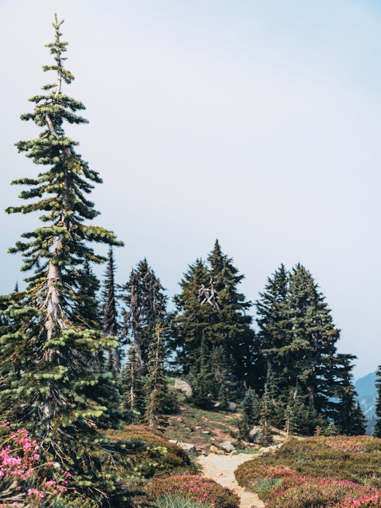 PNW Wild Wanderlust Trail