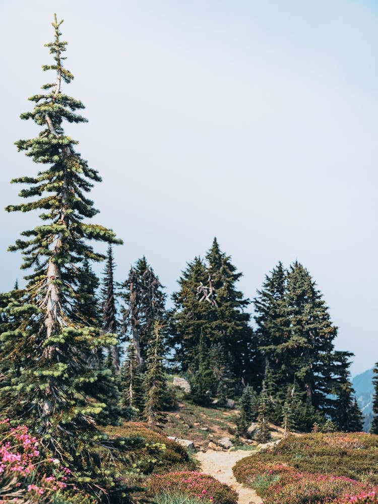 PNW Wild Wanderlust Trail