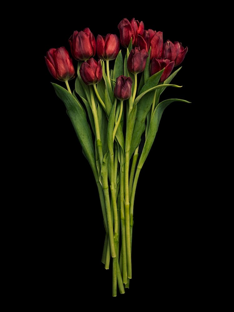 Red Tulips