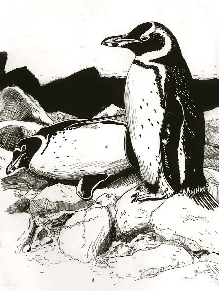 Emperor Penguin Sunbathing On Rocks 1