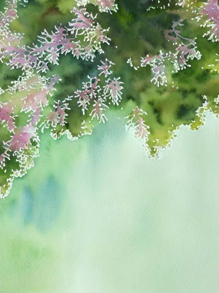 Acropora Hoeksemai Ii Storybook Watercolour