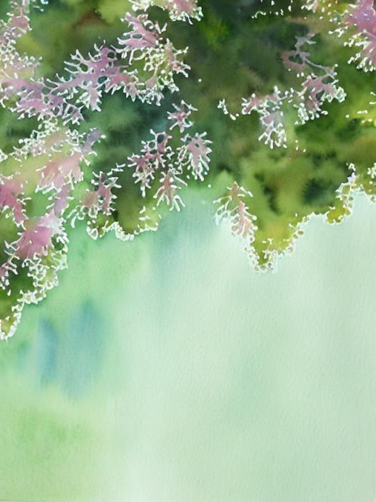 Acropora Hoeksemai Ii Storybook Watercolour