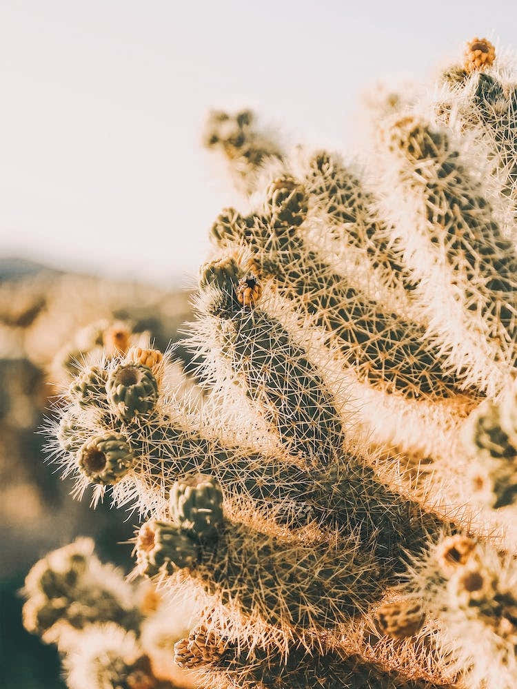 Cholla Sunset