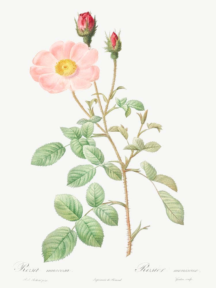 Musk Rose, Pierre Joseph Redoute 1