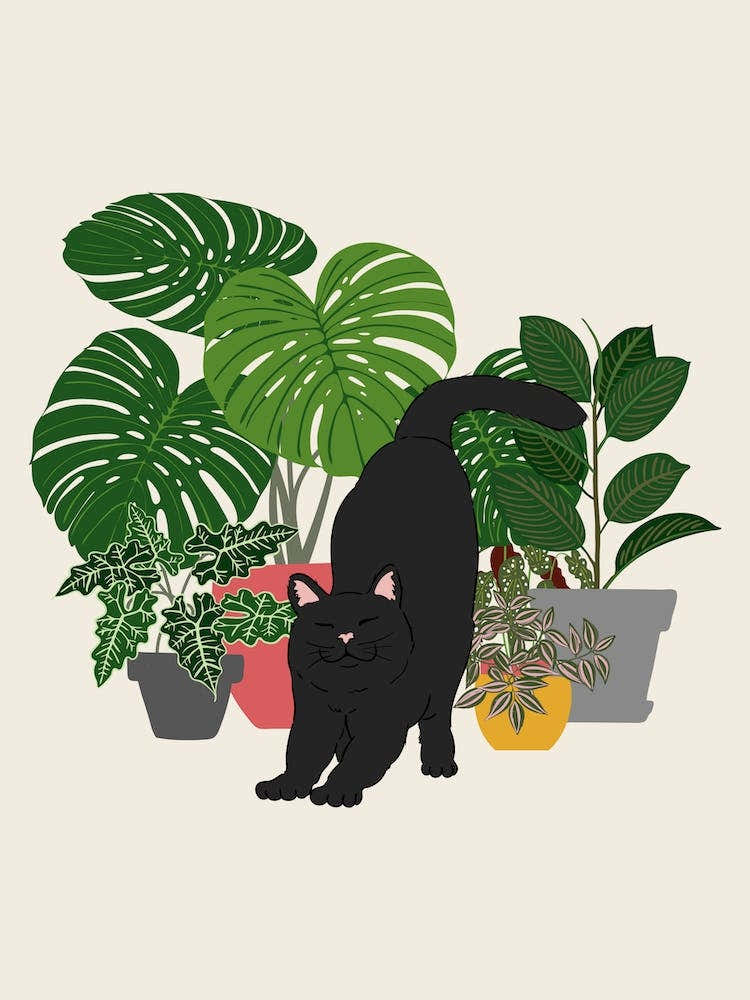 Plants And Cat