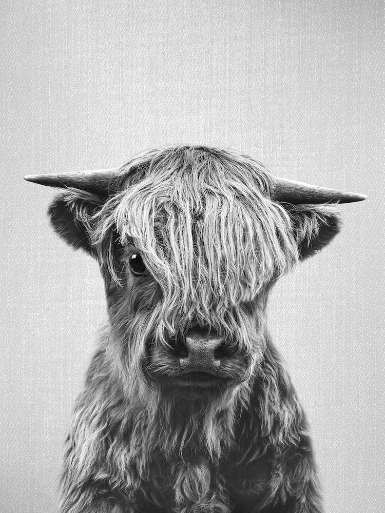Highland Calf - Black & White