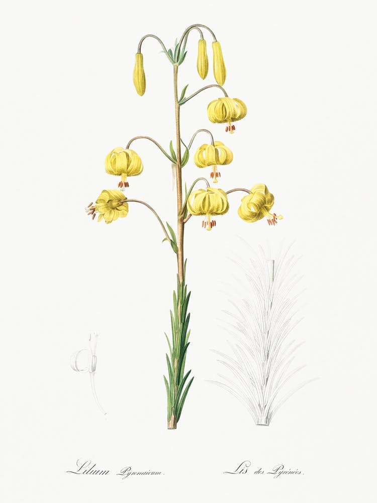 Lilium Pyrenaicum Illustration From Les Liliacées (1805), Pierre Joseph Redoute