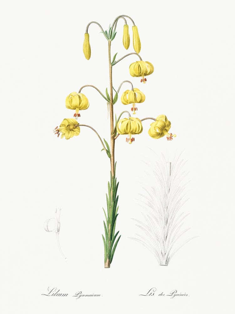 Lilium Pyrenaicum Illustration From Les Liliacées (1805), Pierre Joseph Redoute
