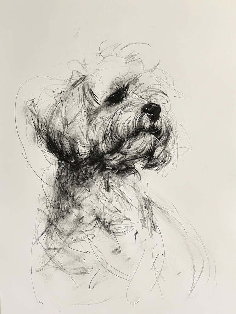 Bichon Frise Dog Charcoal Line 3
