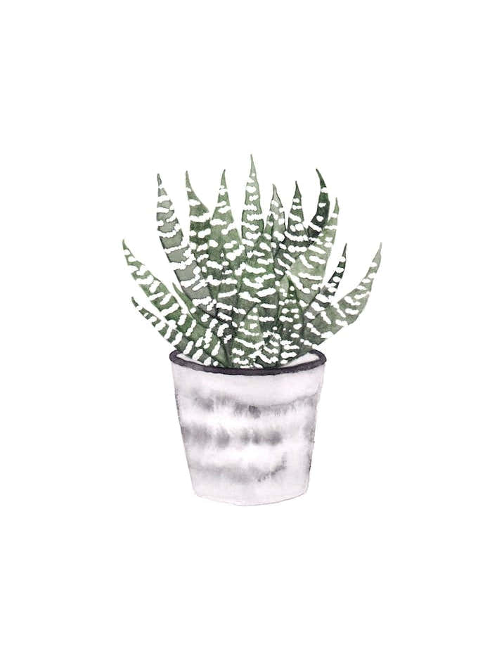 Potted Plant