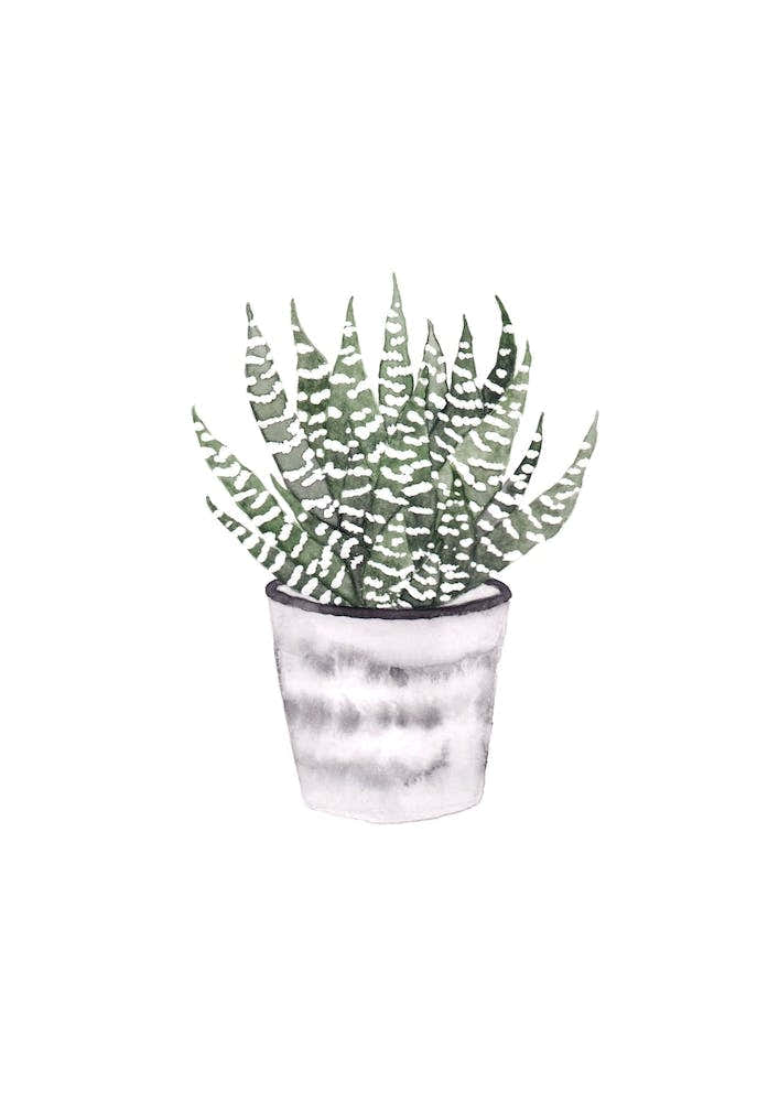 Potted Plant